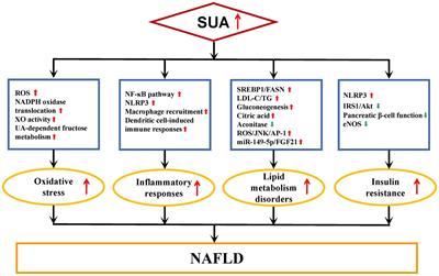 Serum uric acid and nonalcoholic fatty liver disease